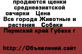 продаются щенки среднеазиатской овчарки › Цена ­ 30 000 - Все города Животные и растения » Собаки   . Пермский край,Губаха г.